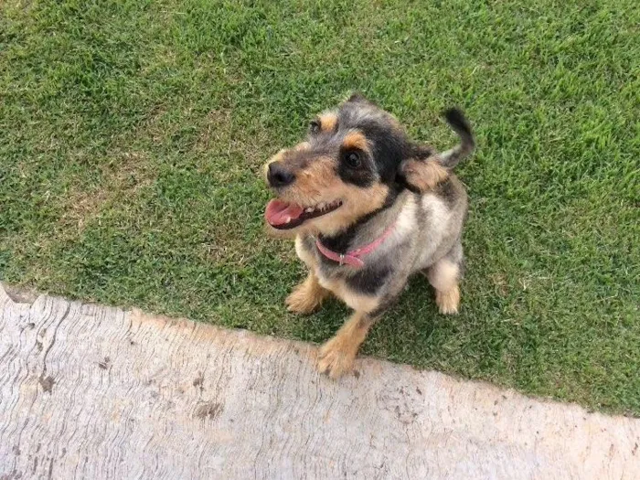 Cachorro ra a SRD idade 1 ano nome Maya
