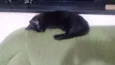 Pantera 