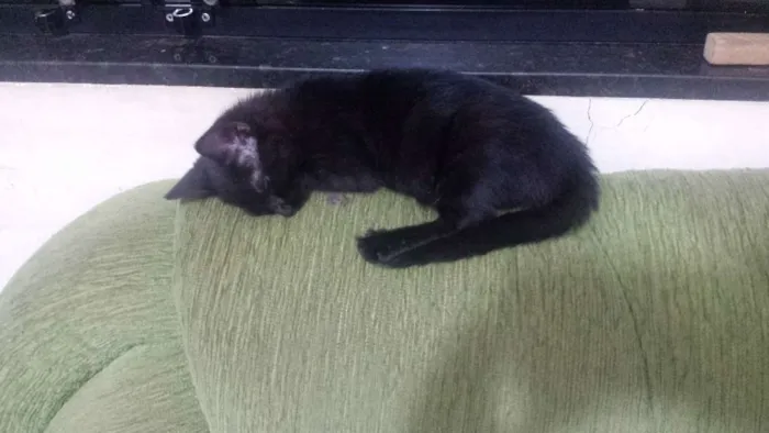 Gato ra a Vira lata idade 2 a 6 meses nome Pantera 