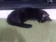 Pantera 