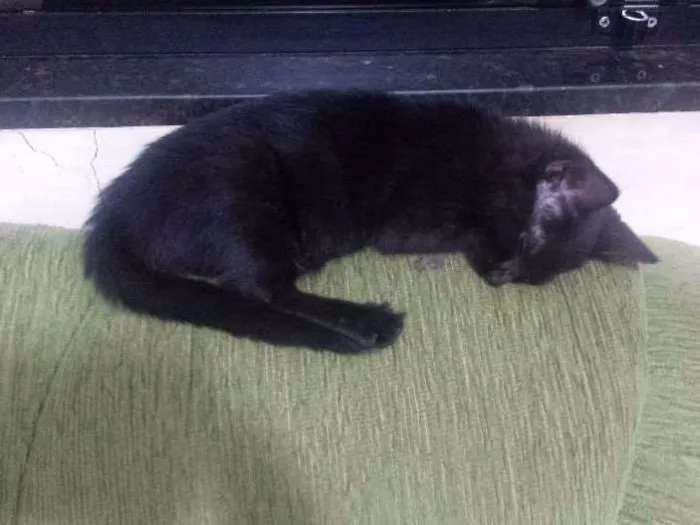 Gato ra a Vira lata idade 2 a 6 meses nome Pantera 