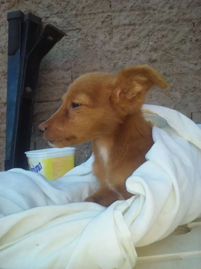 Cachorro ra a sem raça definida  idade 2 a 6 meses nome sem nome