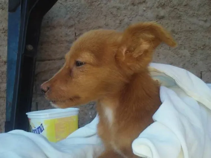Cachorro ra a sem raça definida  idade 2 a 6 meses nome sem nome