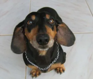 Cachorro raça Salchicha idade 2 anos nome Lola