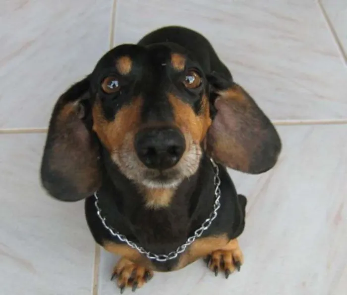 Cachorro ra a Salchicha idade 2 anos nome Lola
