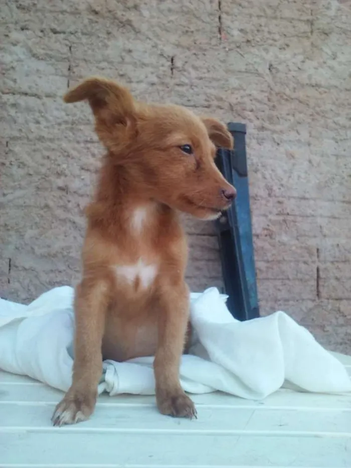 Cachorro ra a sem raça definida  idade 2 a 6 meses nome sem nome