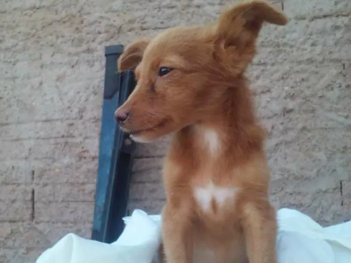 Cachorro ra a sem raça definida  idade 2 a 6 meses nome sem nome