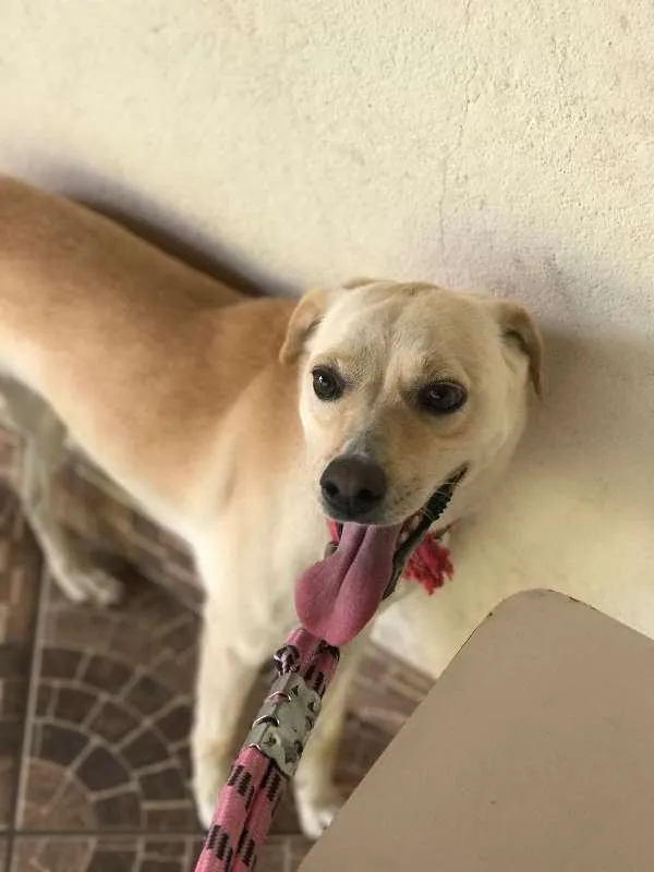 Cachorro raça Vira lata idade 3 anos nome July GRATIFICA