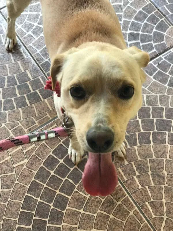 Cachorro raça Vira lata idade 3 anos nome July GRATIFICA