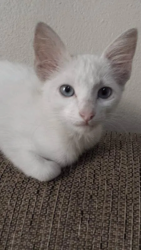 Gato ra a vira-lata idade 2 a 6 meses nome sem nome