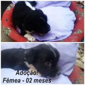 Cachorro raça srd idade 2 a 6 meses nome nome