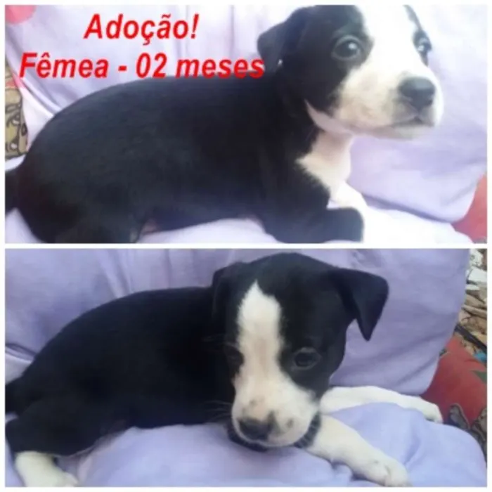 Cachorro ra a srd idade 2 a 6 meses nome nome