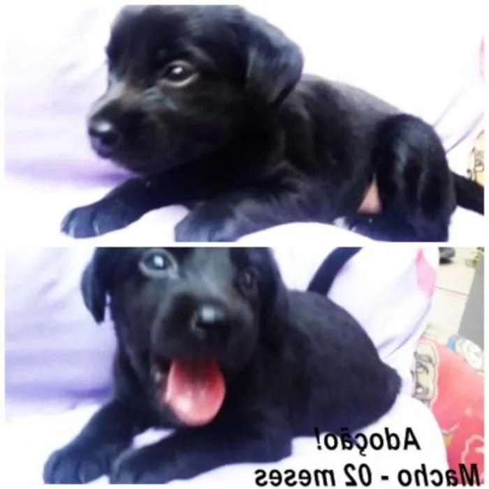 Cachorro ra a SRD idade 2 a 6 meses nome macho