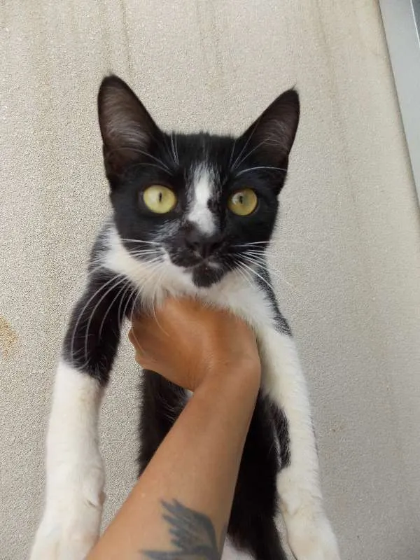 Gato ra a  idade 2 a 6 meses nome Frajolinha