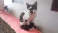 fofa