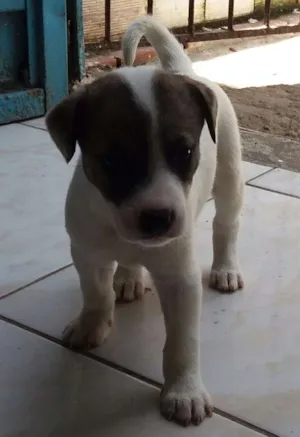 Cachorro raça Mestiços  idade Abaixo de 2 meses nome Sem nome