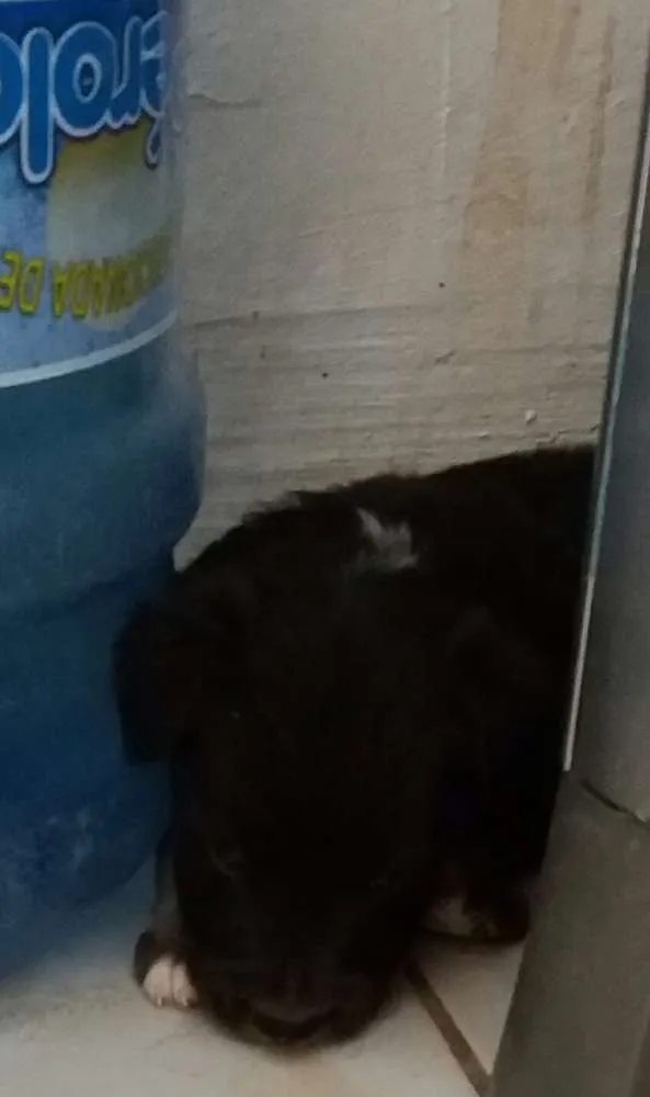Cachorro ra a Mestiços  idade Abaixo de 2 meses nome Sem nome