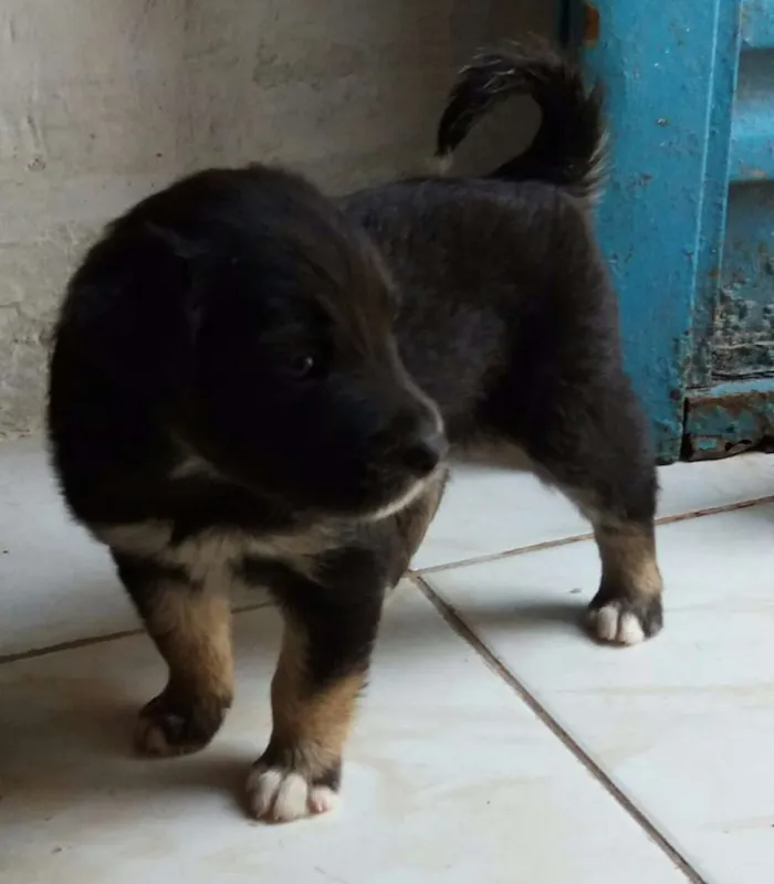 Cachorro ra a Mestiços  idade Abaixo de 2 meses nome Sem nome