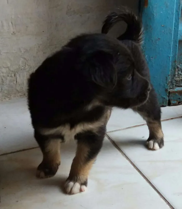 Cachorro ra a Mestiços  idade Abaixo de 2 meses nome Sem nome