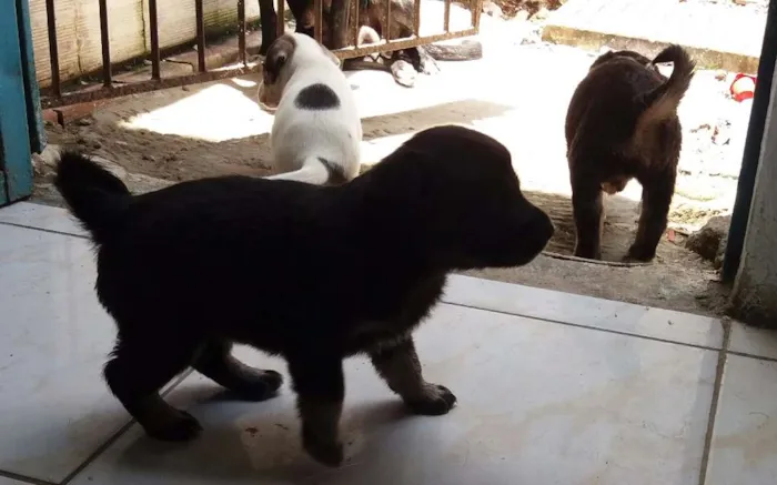 Cachorro ra a Mestiços  idade Abaixo de 2 meses nome Sem nome