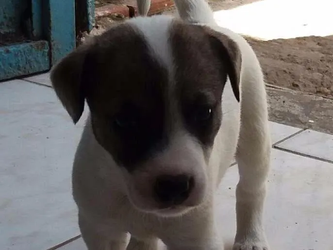 Cachorro ra a Mestiços  idade Abaixo de 2 meses nome Sem nome