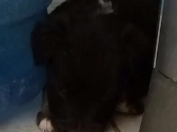 Cachorro ra a Mestiços  idade Abaixo de 2 meses nome Sem nome