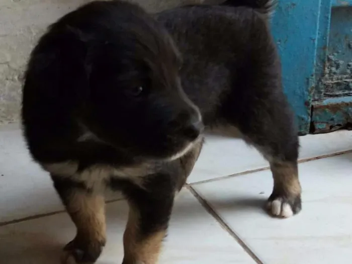 Cachorro ra a Mestiços  idade Abaixo de 2 meses nome Sem nome