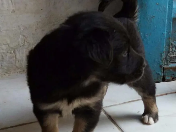 Cachorro ra a Mestiços  idade Abaixo de 2 meses nome Sem nome
