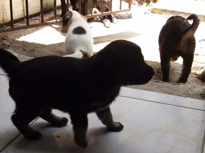 Cachorro ra a Mestiços  idade Abaixo de 2 meses nome Sem nome