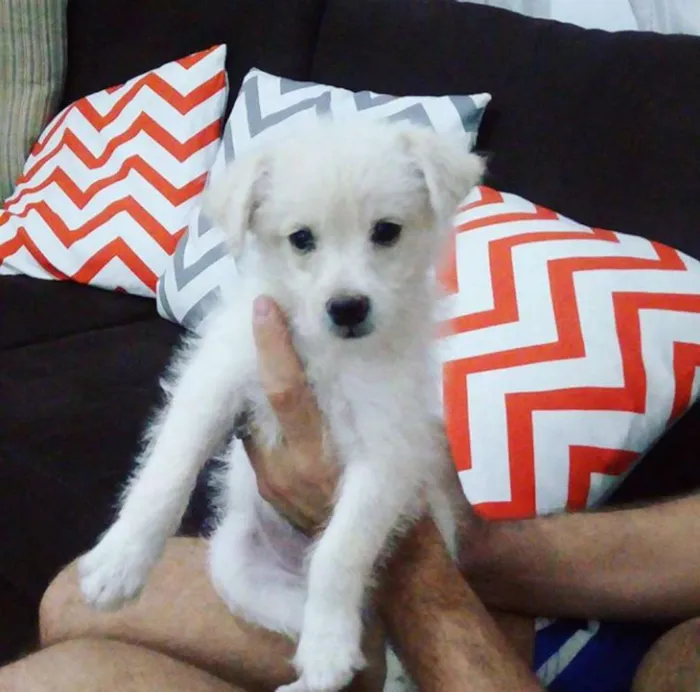 Cachorro ra a SRD idade 2 a 6 meses nome Snow