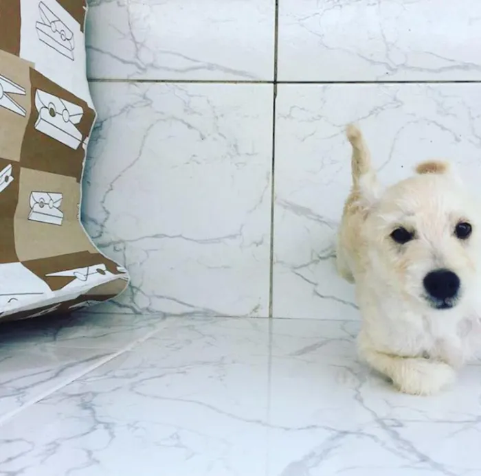 Cachorro ra a SRD idade 2 a 6 meses nome Snow