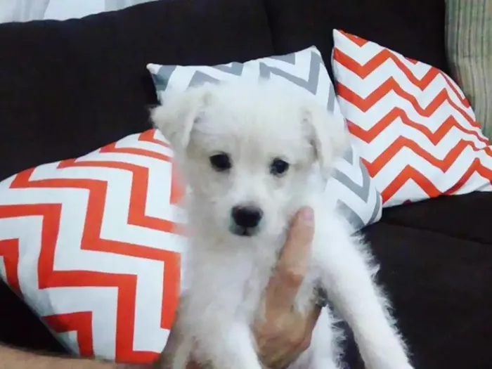 Cachorro ra a SRD idade 2 a 6 meses nome Snow