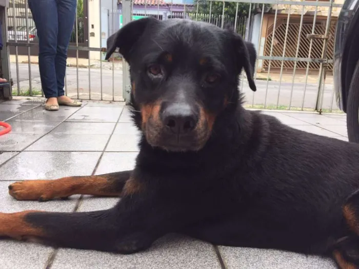 Cachorro ra a Rotweiller idade 3 anos nome Sem nome