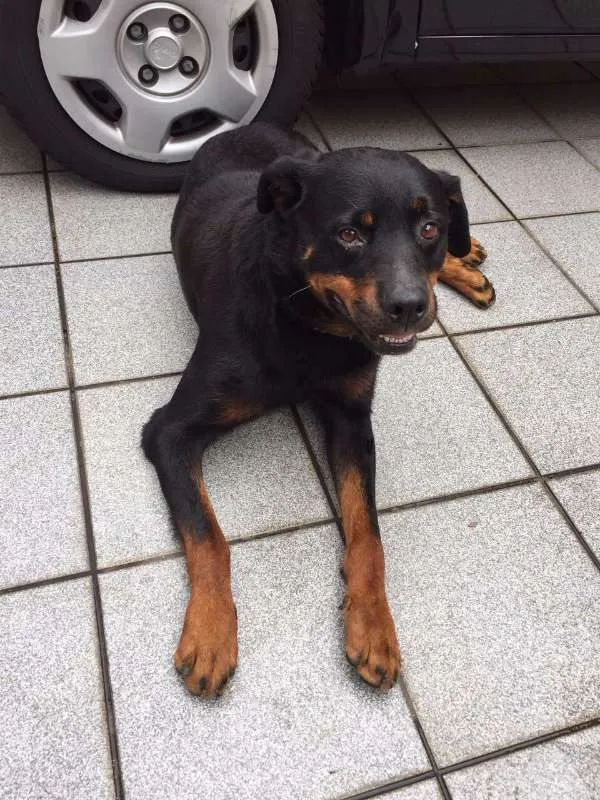 Cachorro ra a Rotweiller idade 3 anos nome Sem nome