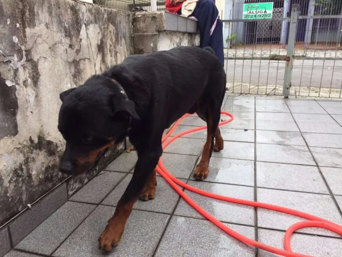 Cachorro ra a Rotweiller idade 3 anos nome Sem nome
