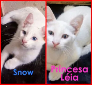 Gato raça SRD idade 2 a 6 meses nome Snow e Princesa Léia