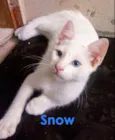 Snow e Princesa Léia