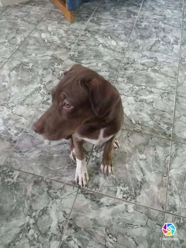 Cachorro ra a Vira lata idade 1 ano nome Jujuba