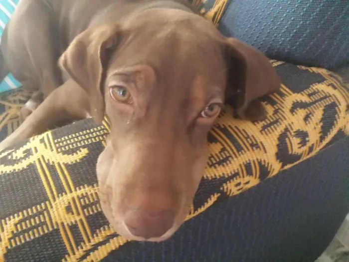 Cachorro ra a Vira lata idade 1 ano nome Jujuba
