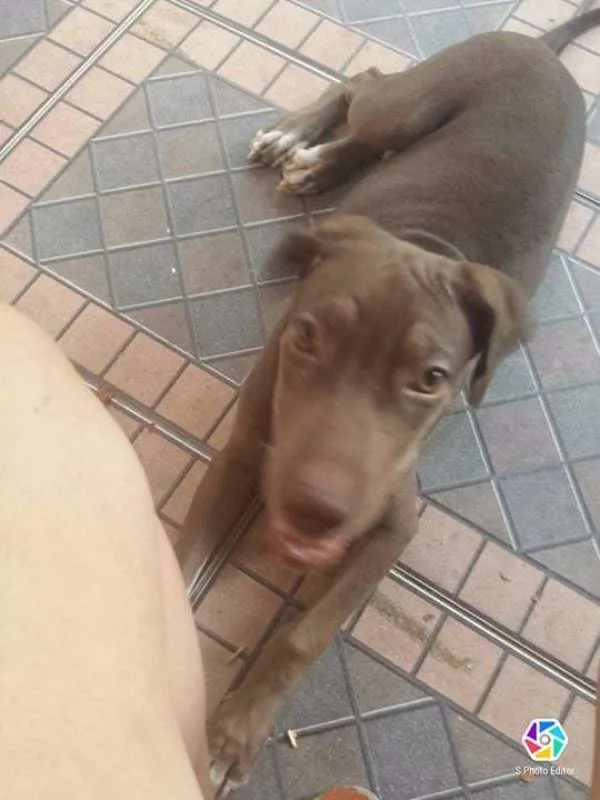 Cachorro ra a Vira lata idade 1 ano nome Jujuba