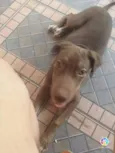 Jujuba
