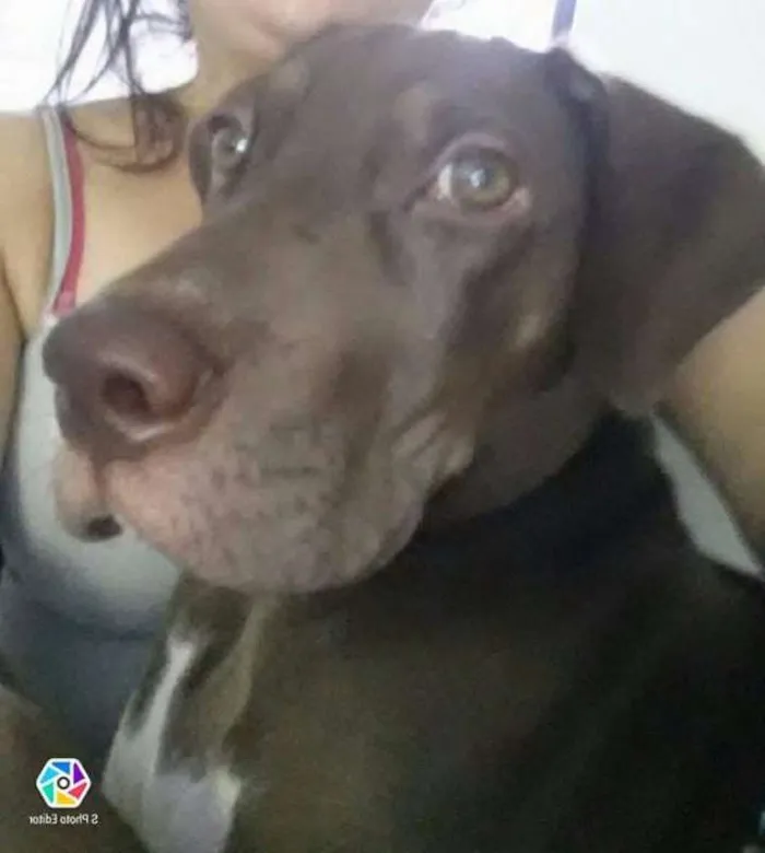 Cachorro ra a Vira lata idade 1 ano nome Jujuba