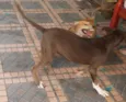 Jujuba
