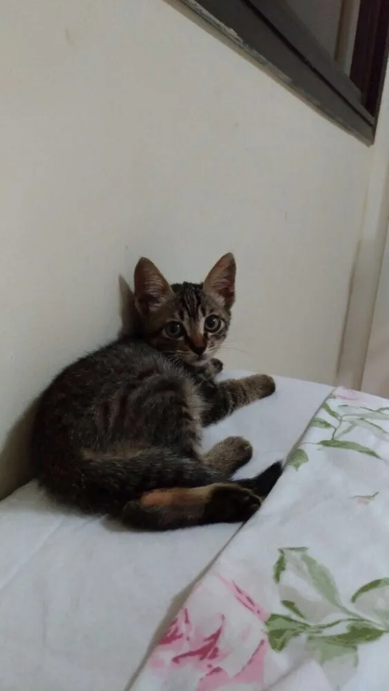 Gato ra a SRD idade 2 a 6 meses nome Sem nome