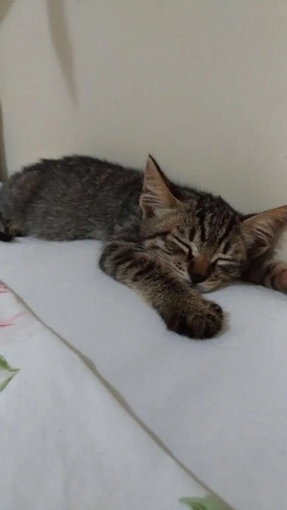 Gato ra a SRD idade 2 a 6 meses nome Sem nome