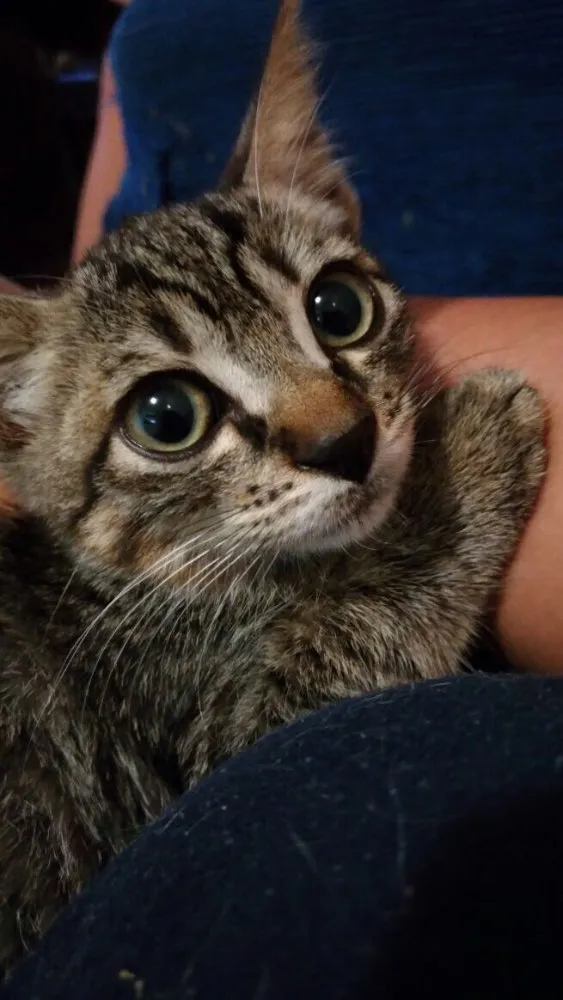 Gato ra a SRD idade 2 a 6 meses nome Sem nome