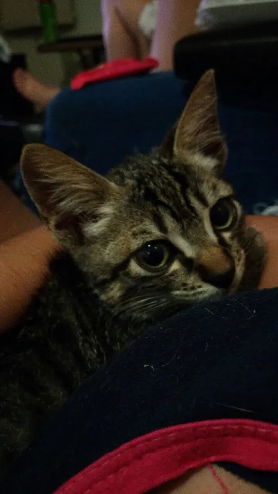 Gato ra a SRD idade 2 a 6 meses nome Sem nome