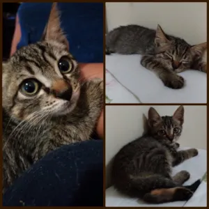Gato raça SRD idade 2 a 6 meses nome Sem nome