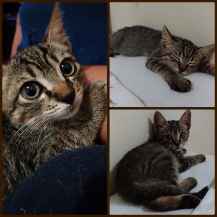 Gato ra a SRD idade 2 a 6 meses nome Sem nome