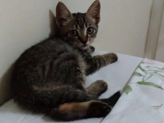 Gato ra a SRD idade 2 a 6 meses nome Sem nome